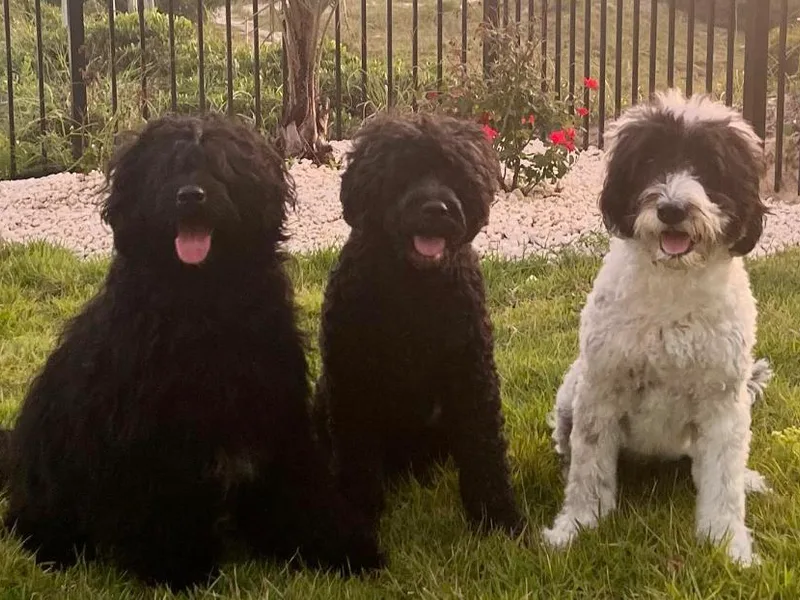 Hat Trick Portuguese water dogs