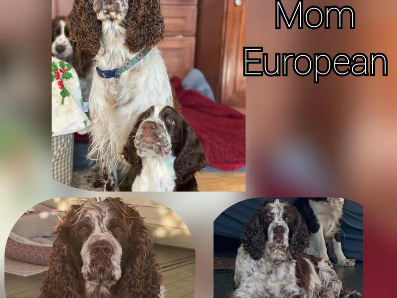 Hat Trick Springer Spaniels