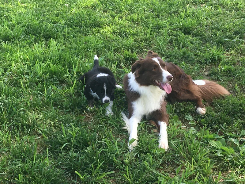 Hatfield Border Collies