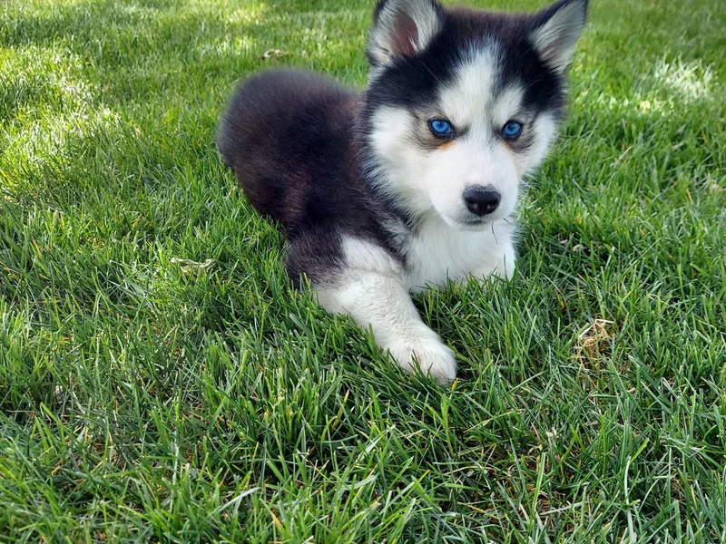 Hatfield Huskies photo 1