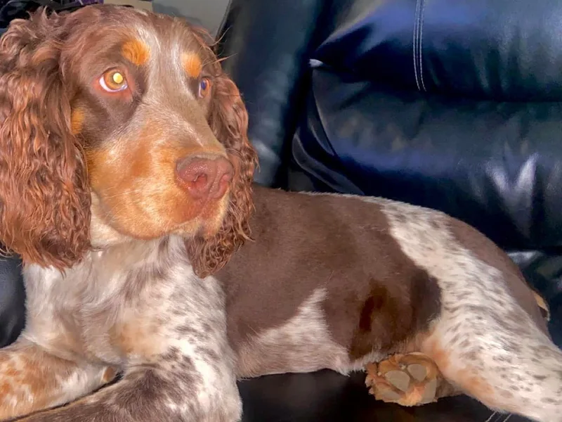 Hatfield Nation Springer Spaniel