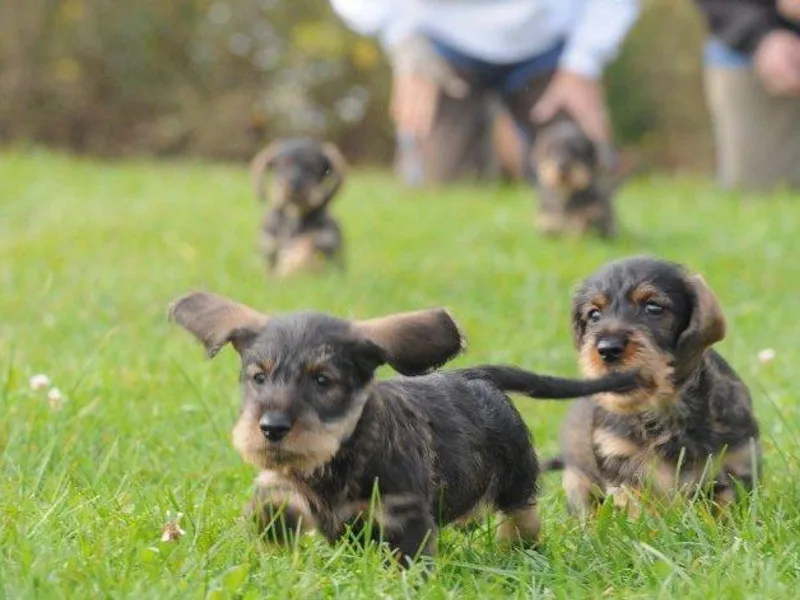 Hathor Farm Dachshunds