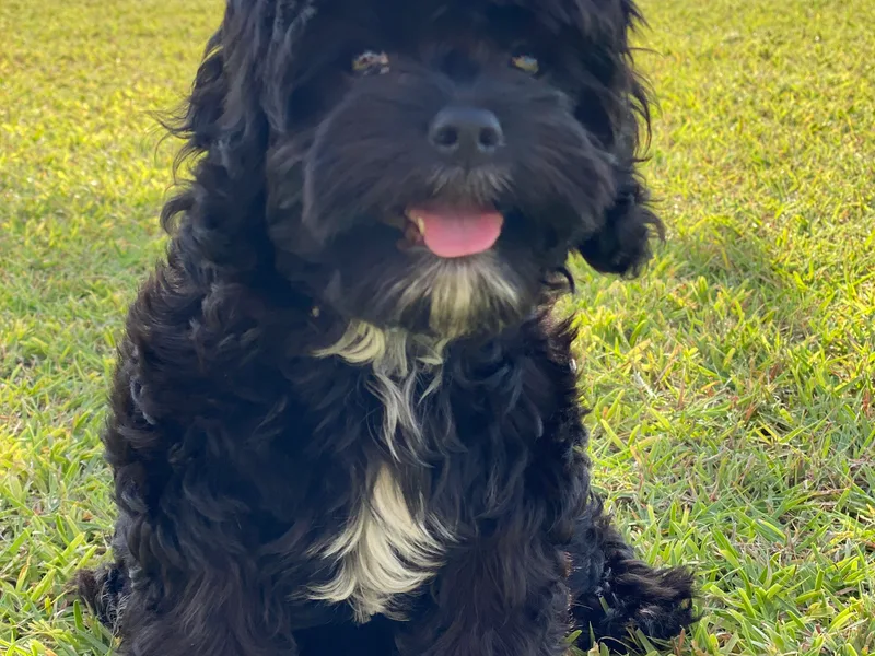 Hattie’s Texas Cavapoos