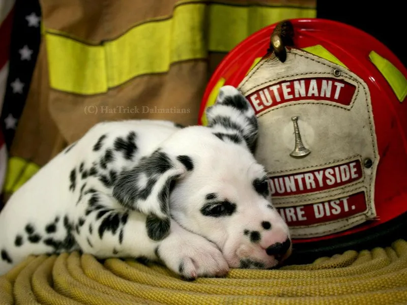 HatTrick Dalmatians, Est. 1992
