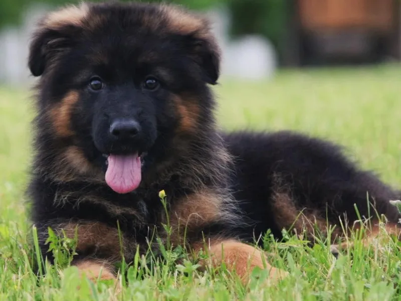 Haus Amberg Shepherds