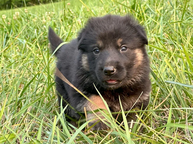 Haus Atreus German Shepherds