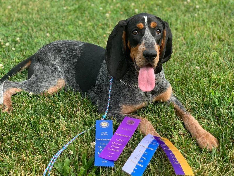 Haus Biery German Shepherds, Benchmark Blueticks &amp; Leopard Hounds