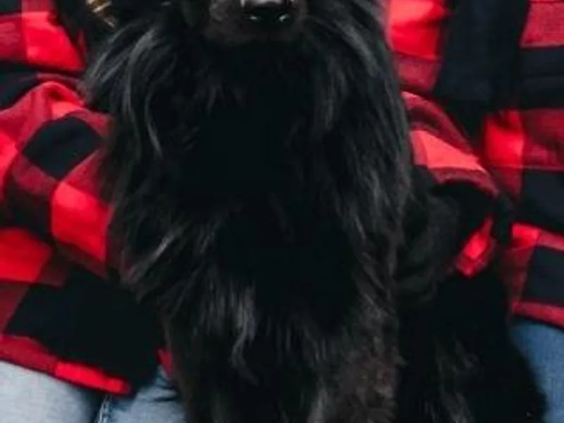 Haus Bossard German Shepherds