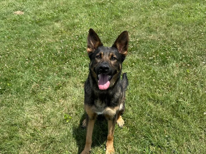 Haus der Höllenhunde