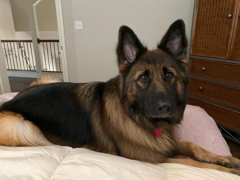 Haus der Liebe German Shepherds photo 1