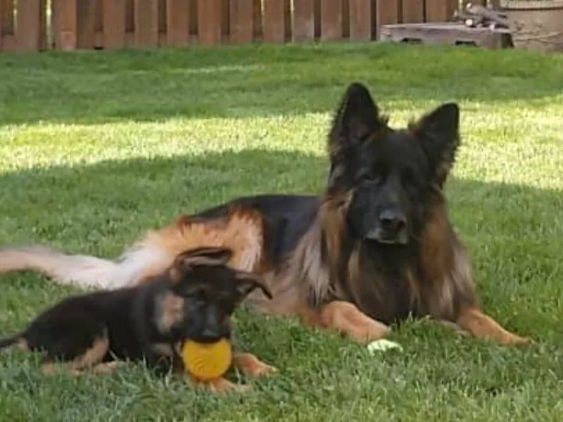 Haus Der Valkyrie German Shepherds