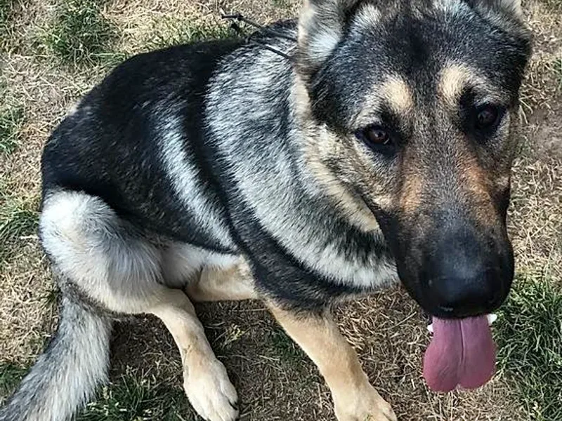 Haus Des Bergschatten