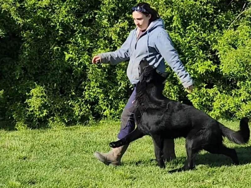 Haus-Farr German Shepherds