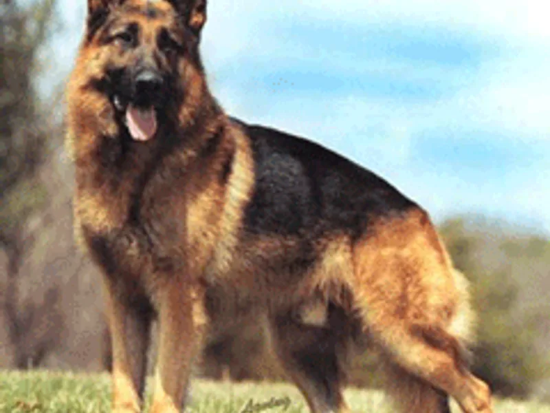 Haus Juris German Shepherds