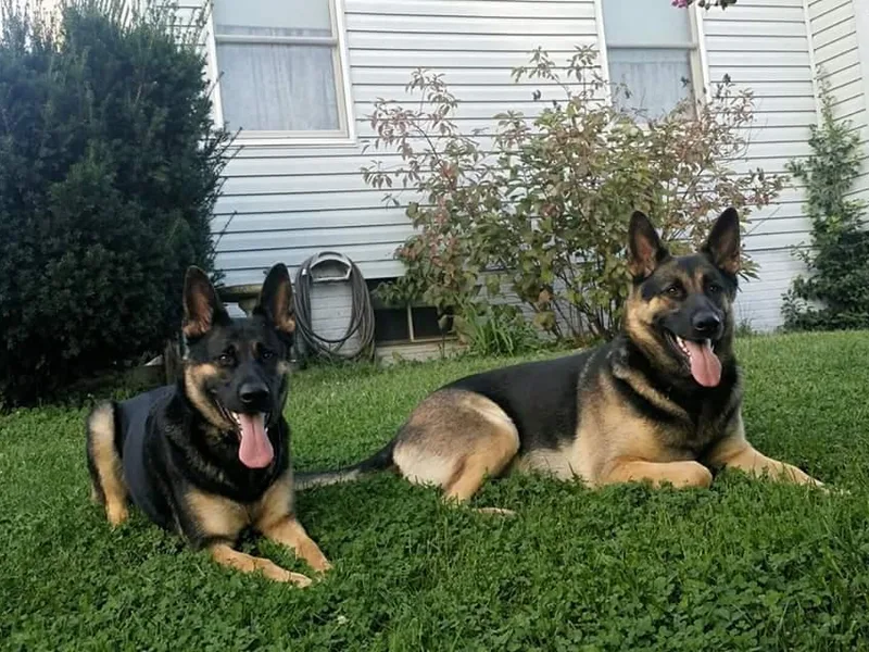 Haus Merrell German Shepherd