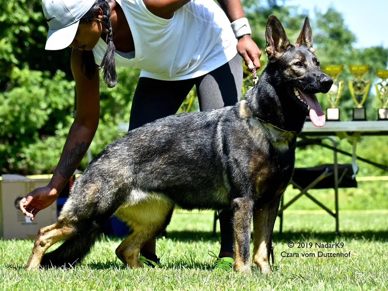 Haus Morrisson German Shepherds