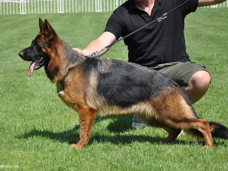 Haus of Beautiful Chaos German Shepherds