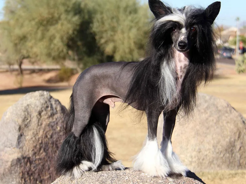 Haus of Envy Chinese Cresteds