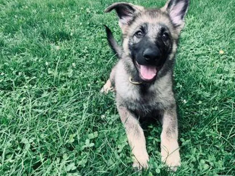 Haus Skyborne Shepherds KL 12750