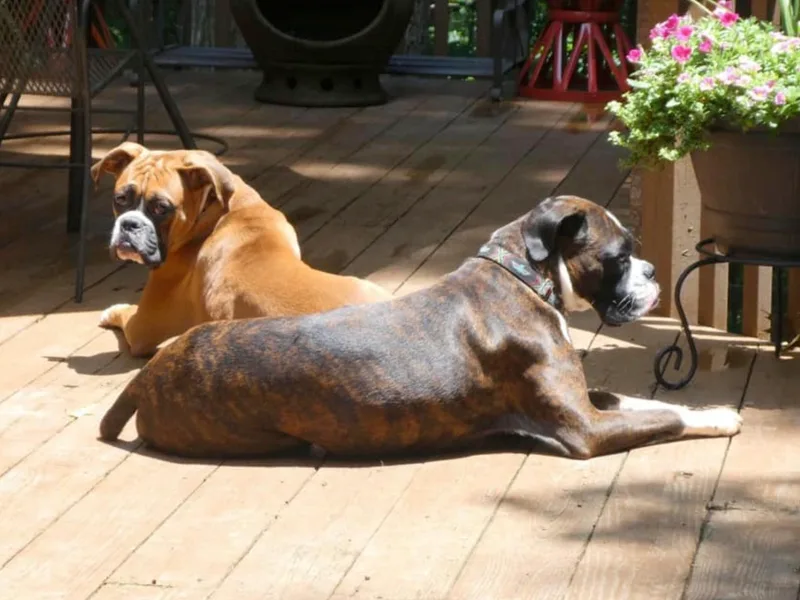 Haus Tschiderer Boxers