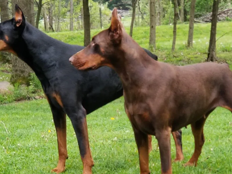Haus Von Stidham Dobermans