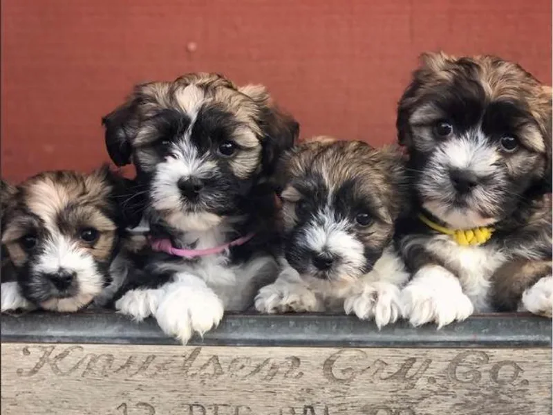 Havan Addiction Havanese
