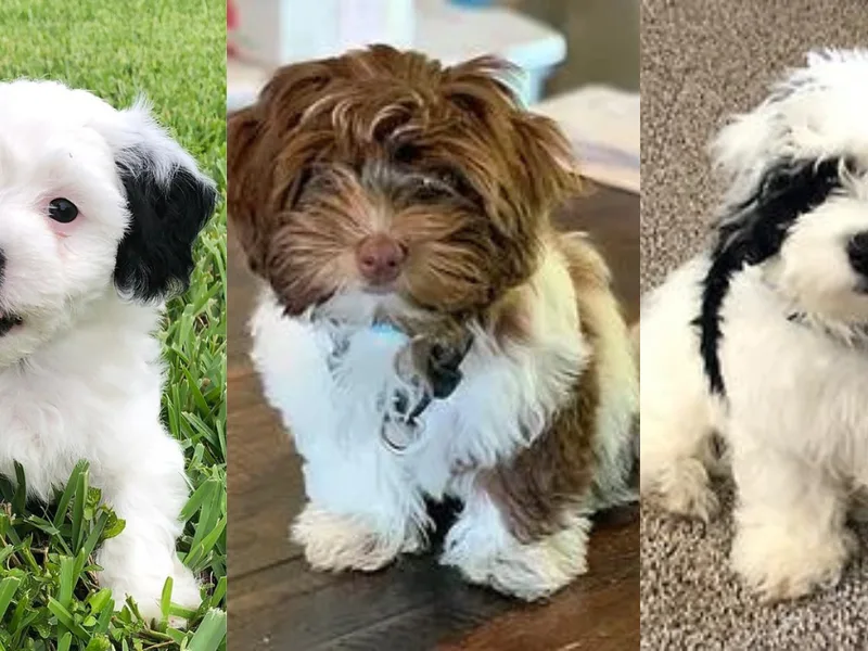 Havana Knights Havanese