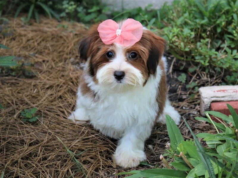 Havana Rouge Havanese