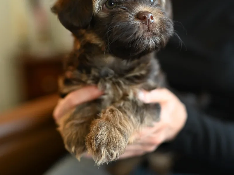 Havana Suites Havanese