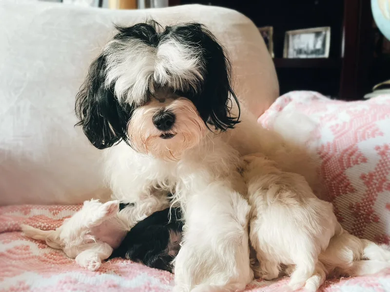 Havanese