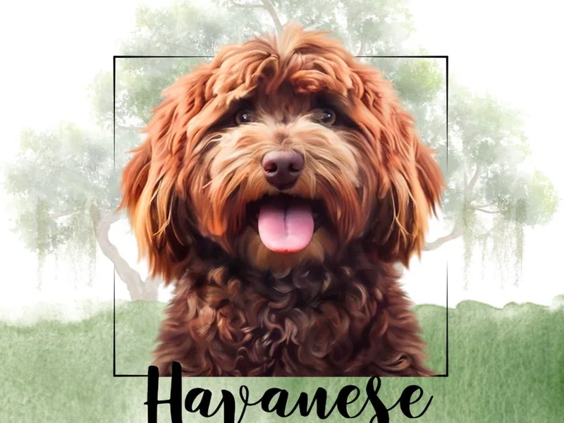 Havanese Acres