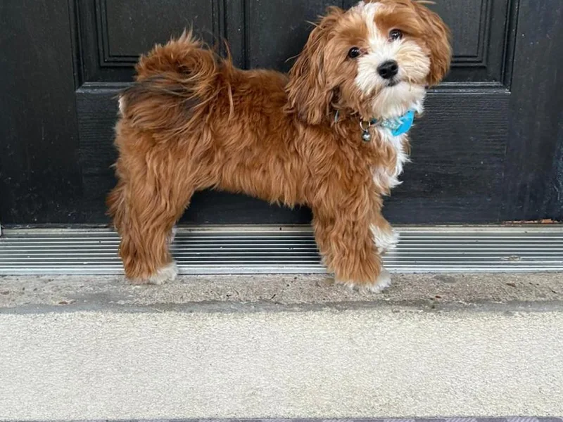 Havanese Cuban Cuties