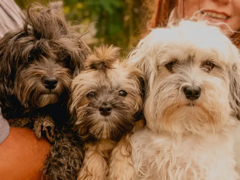 Havanese Fam Bam