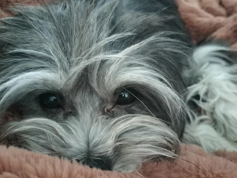 Havanese Havaton Pups