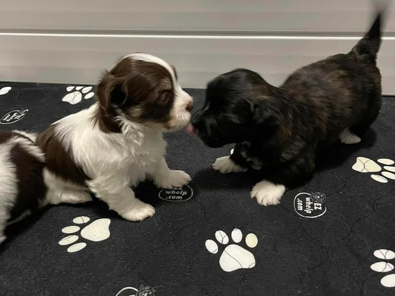 Havanese Hearts photo 1