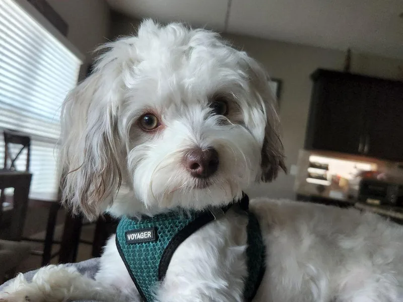 Havanese Home Raised of Pensacola, FL