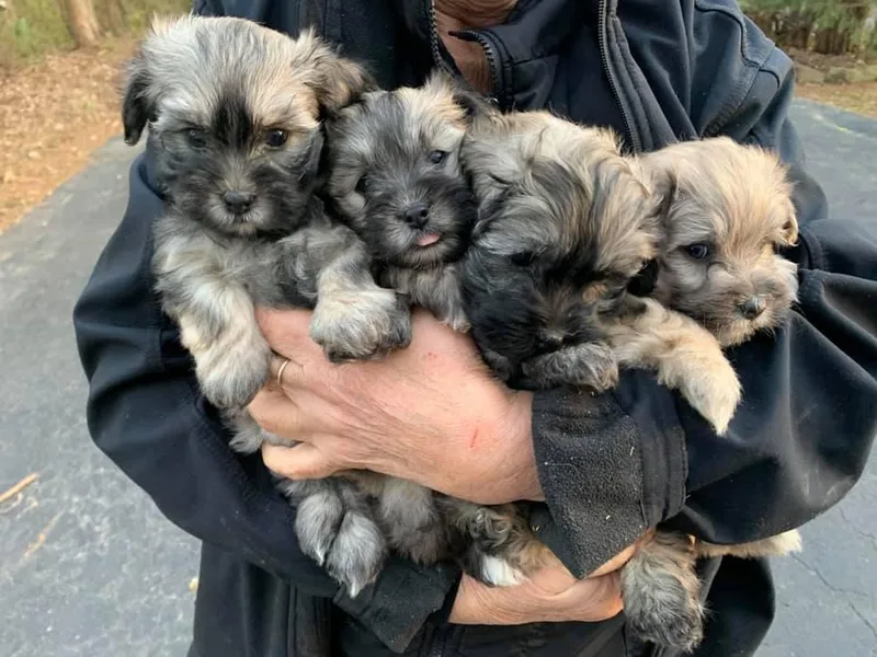 Havanese If You Please