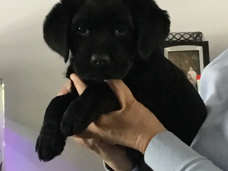 Havanese of Claverack and Hudson Valley Labradors