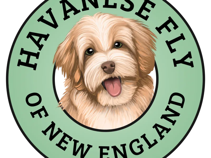 Havanese of New England