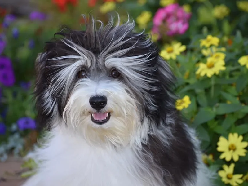 Havanese of the Sonoran Desert