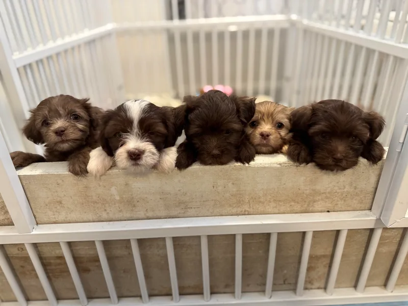 Havanese on the Hill