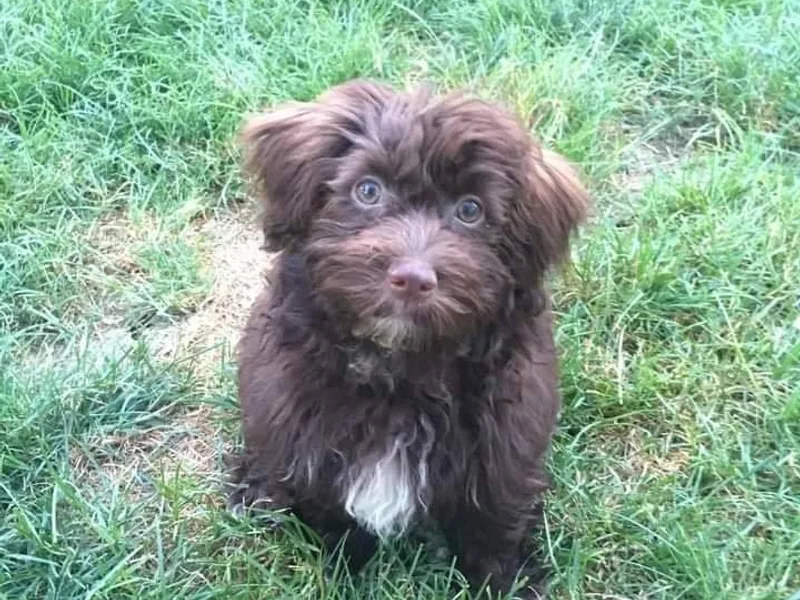 Havanese Puppies Columbus