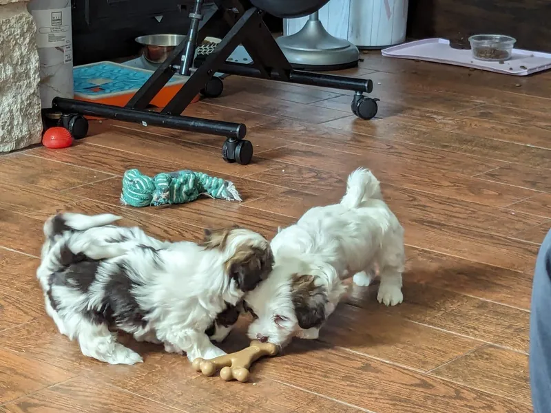 Havanese Puppies of Austin Texas