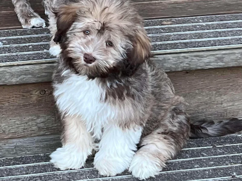 Havanese With Love Breeding Co.