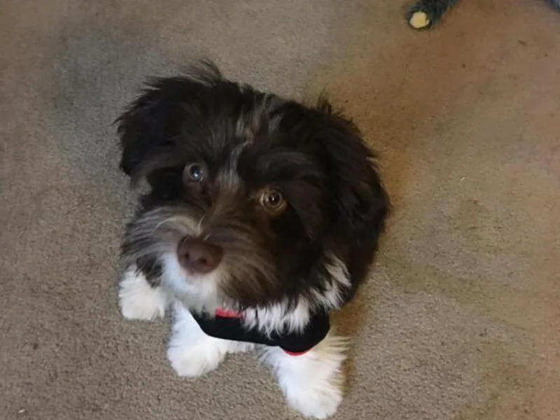 Havanese, Yes Please