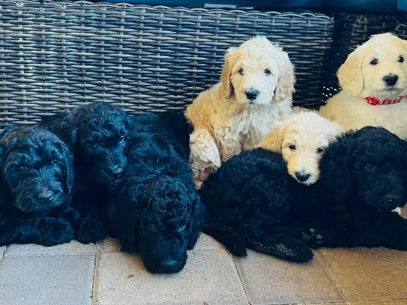 Havasu Goldendoodles photo 1