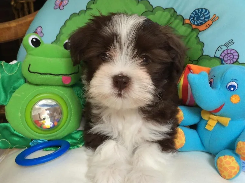 Have and Hold Havanese