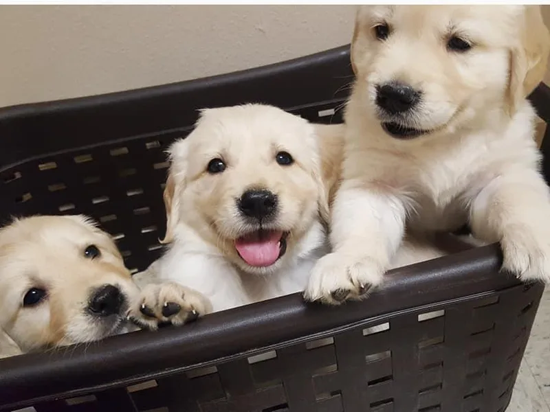 Haven Acre Goldens