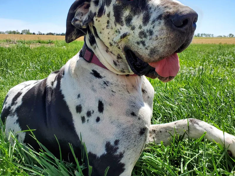 Haven Danes of Nebraska