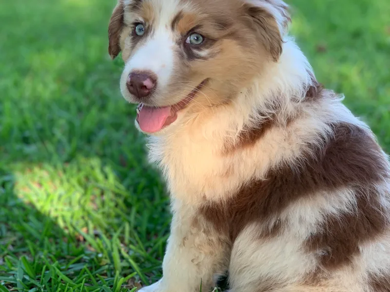 Haven Farms Australian Shepherds
